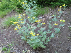 Coronilla coronata