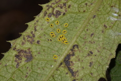 Aleurocanthus ceracroceus