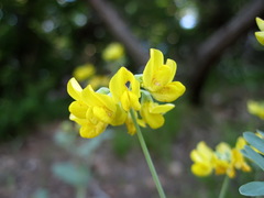 Coronilla coronata