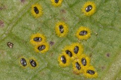 Aleurocanthus ceracroceus