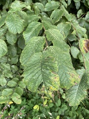 Ulmus