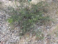 Spyridium eriocephalum