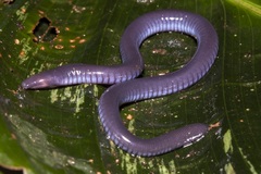 Caecilia gracilis