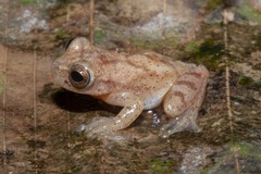 Dendropsophus minutus