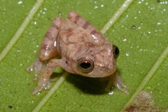 Dendropsophus minutus