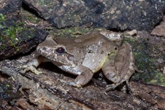 Leptodactylus leptodactyloides