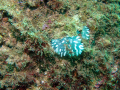 Polycitor giganteus
