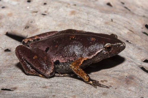 Bassler's Humming Frog, Chiasmocleis bassleri