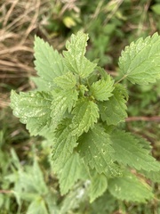 Urtica