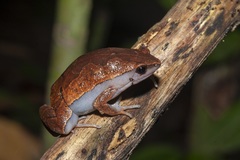 Hamptophryne boliviana