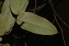 Ripogonum elseyanum