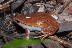 Hamptophryne boliviana