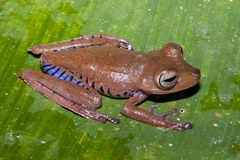 Boana calcarata