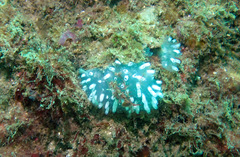 Polycitor giganteus