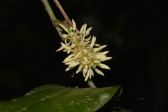 Ripogonum elseyanum
