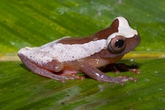 Dendropsophus triangulum