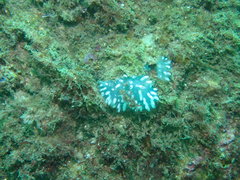 Polycitor giganteus