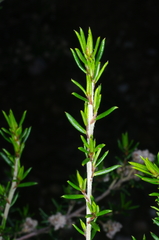 Spyridium eriocephalum