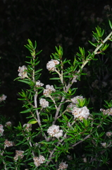 Spyridium eriocephalum