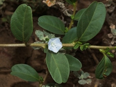Jacquemontia ovalifolia