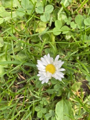 Bellis perennis