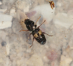 Urodontinae
