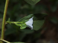 Jacquemontia ovalifolia