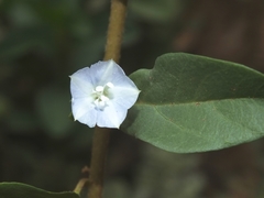 Jacquemontia ovalifolia