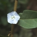 Jacquemontia ovalifolia - Photo (c) Duncan McKenzie, some rights reserved (CC BY-NC), uploaded by Duncan McKenzie