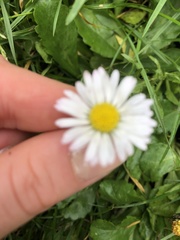 Bellis perennis