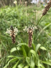 Plantago lanceolata