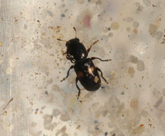 Urodontinae