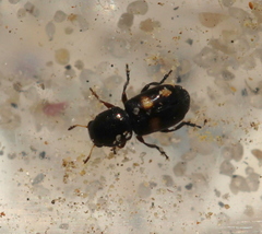 Urodontinae