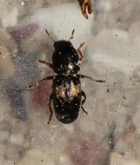 Urodontinae
