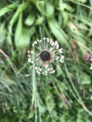 Plantago lanceolata