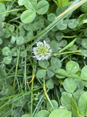 Trifolium repens