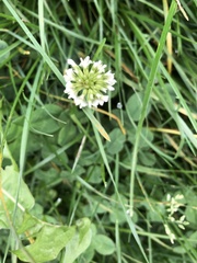 Trifolium repens