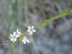 Styphelia appressa
