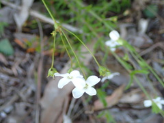 Styphelia appressa