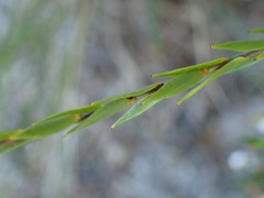 Styphelia appressa