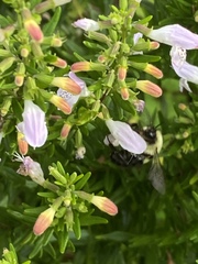 Bombus impatiens image