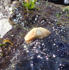 Amblychilepas nigrita