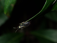 Leioproctus irroratus