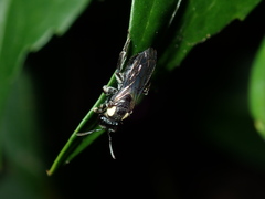 Leioproctus irroratus