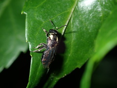 Leioproctus irroratus