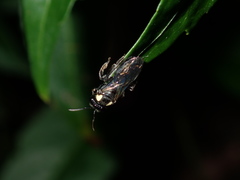 Leioproctus irroratus