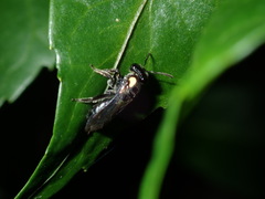 Leioproctus irroratus