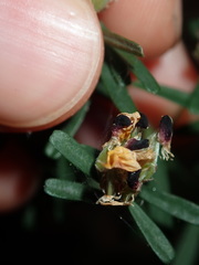 Pultenaea retusa