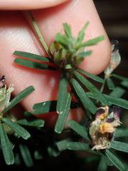 Pultenaea retusa