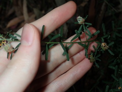 Pultenaea retusa